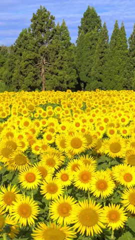 新潟県、山本山花畑でひまわり。 📲2023/9/1  #iPhone14ProMax  Sunflowers in Yamamoto yama flower field in Niigata prefecture. #花 #flower #japan 