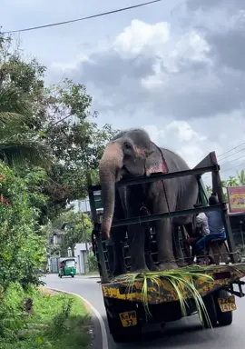 😫🖤 #viral #viralvedio #srilanka #elephant #