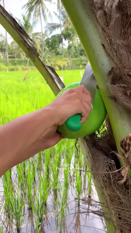 Glowing Green Coconut ASMR #Reels #fruits #coconut #asmr #satisfying 
