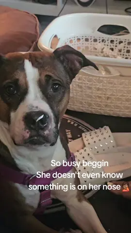 Majestic the greedy dog.