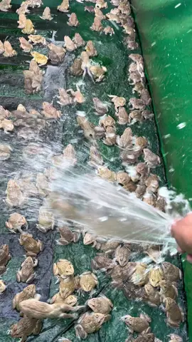 #LIVEIncentiveProgram #LIVEStory #PaidPartnership #frog #fyp 