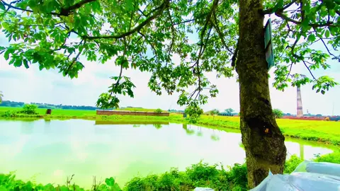 #creatorsearchinsights নীল আকাশের ডানা মিলে🥰🥰#foryoupag #foryou #nature #viraltiktok 