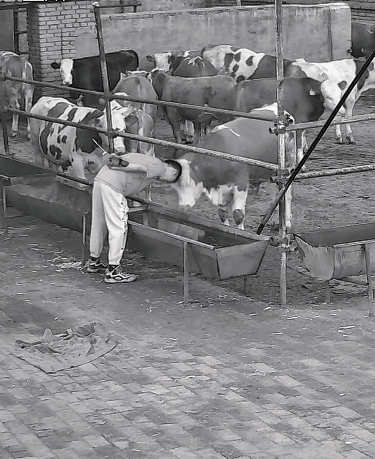 ❌ T dắt bò ✅ Bò dắt t #bò #cow #viral 