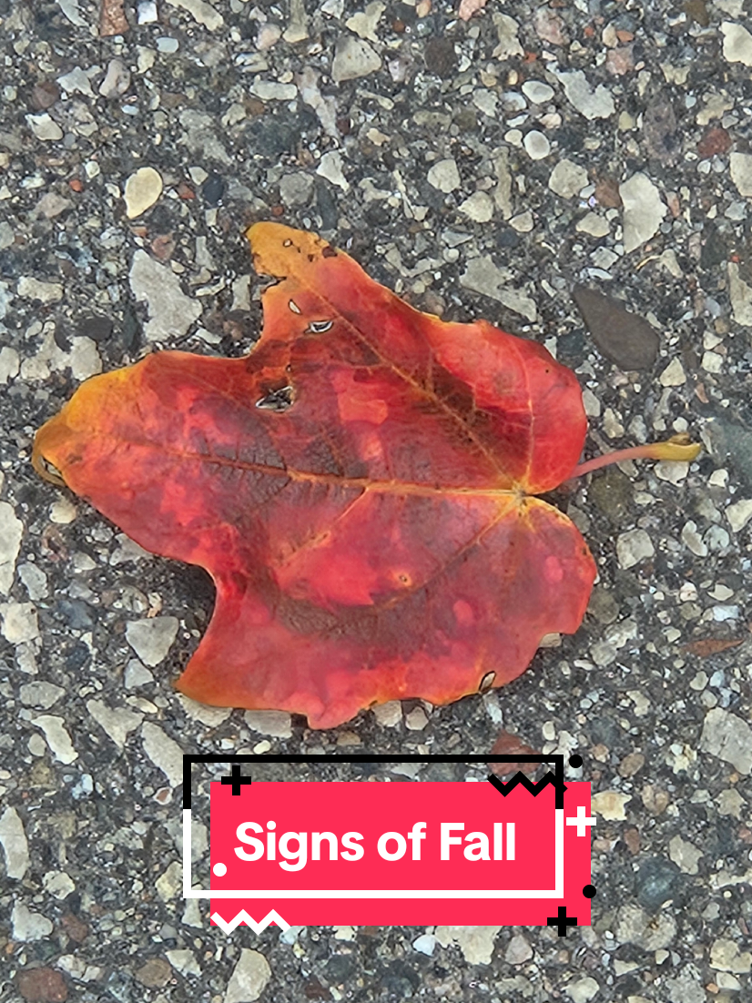 Change of seasons.  Fall is here!  #fallleaves #fall #fallseason #changeofseason 