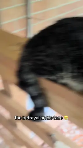 don’t worry he got love too #dogsoftiktok #doggy #sad #viral 