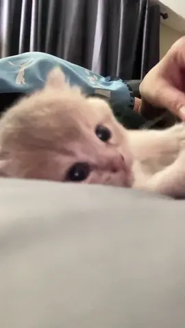 กล่อมแมวเด็กนอน 😴💤👶🏻 #แมวเด็ก #DooksyWinkyCattery #ฟาร์มแมวบริติช #britishshorthair #fyp 