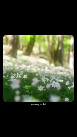 Thế giới này rộng lớn, nếu không cố ý tìm về phía nhau, có lẽ cả đời cũng chẳng thể gặp lại. #anhsangtrithuc#truyencamhung#chualanh 