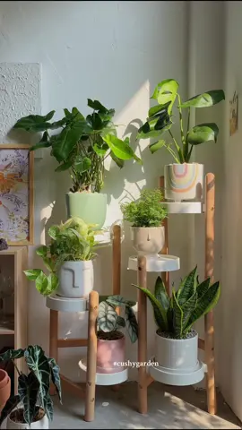 Nếu mọi người cần một chiếc kệ để cây gọn gàng 🪴 Thì chúng mình đang có sẵn nhớ. #cushygarden 
