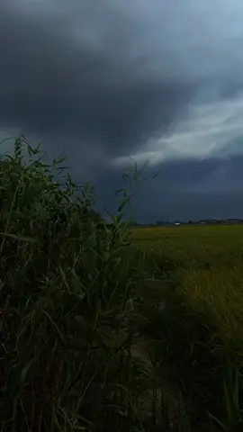 thích ngắm cái thời tiết sắp chuyển mưa,trời âm u,gió lành lạnh,đẹp nhưng hơi buồn )) 🍃 #mưa #chil #hoàiniệm 