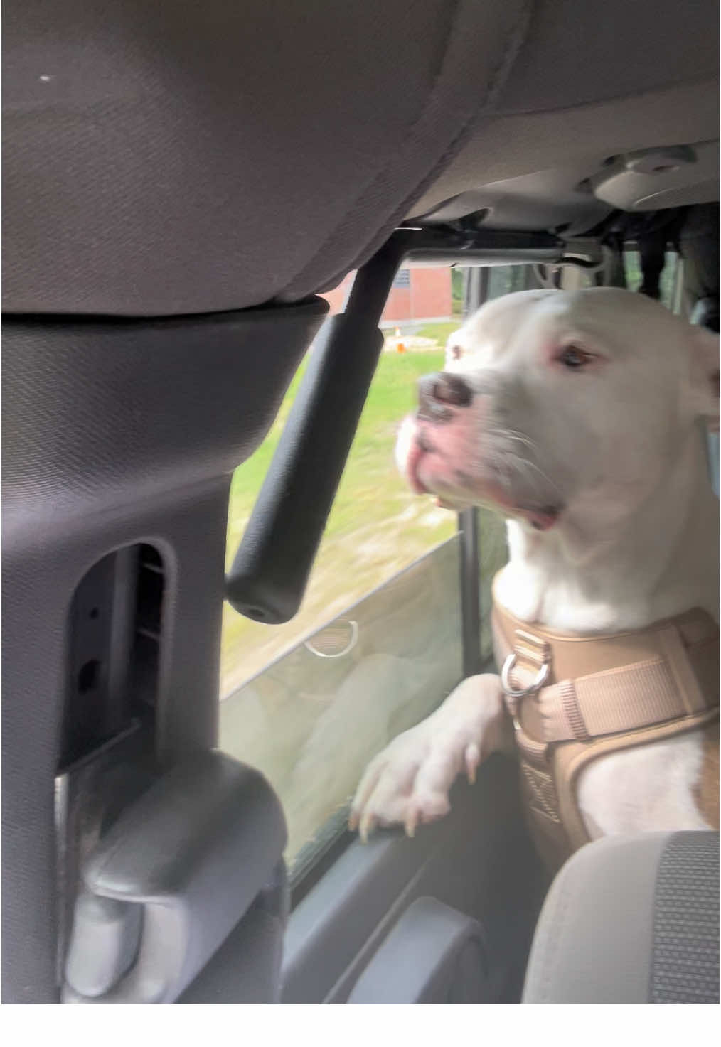 He’s so cute 🥹 #pitbullsoftiktok #fypシ #rescuepittie #adoptdontshop #pitbulls 