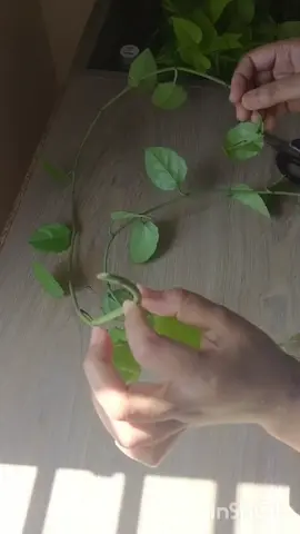 Arabian wax ivy plant decoration idea #plants #decoration 
