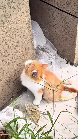 Trả lời @YKSAZ4N #cat #catsoftiktok #poorcat #fyp 
