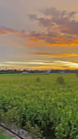 Supra bapak 1996 #peluto setel