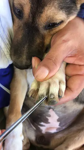 #🥰🤣 #tiktok #fleas #dog #cute 