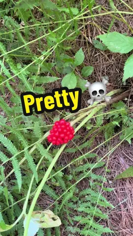 Jack in the pulpit… Do not eat!#plants #poison #woods @Jaye Travis Brooks S @Colton AK @Amari @tah-rah-rah @Cat @Story Time With Erika @Paperdollady @Body by Brooks @Caitlyn Nichols @Adam M 