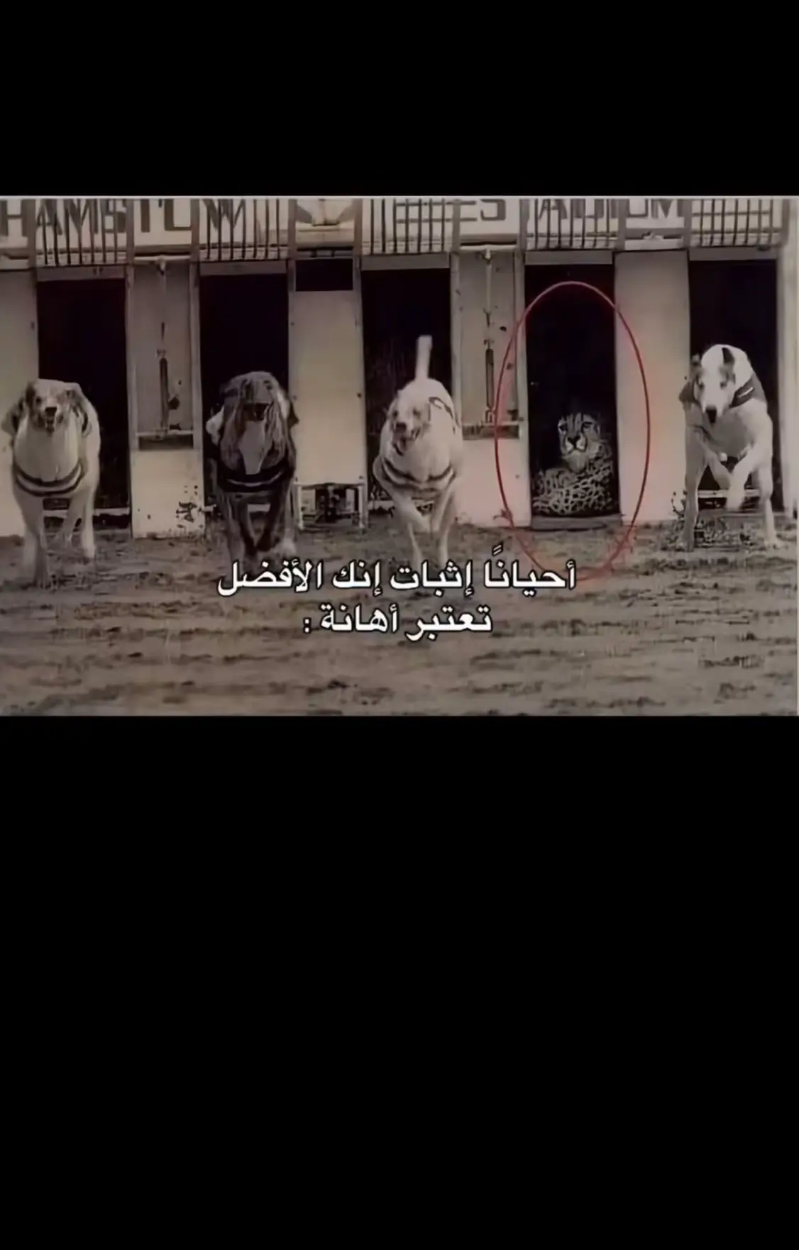 #الصين_ماله_حل #بدون_هشتاق #شعر #ترندات_تيك_توك #السعودية 