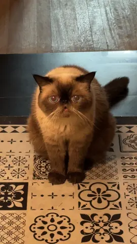 Episode of ‘BingBing’s Daily Speaking, who know her speaking? #meow #猫可愛い #fyp #kucing #katze 