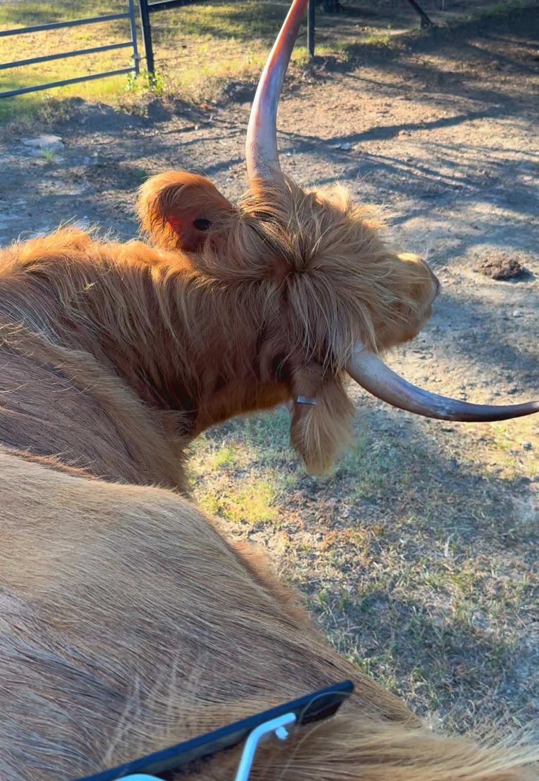 Marley says “dats niiiice” #highlandcow #grasspuppy #marley #mcclintockakamickey #breezyhillhomestead 