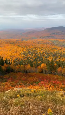 ✨ Follow @ferlattez for more hiking gems & fall foliage views in Quebec 🍁 This is THE best foliage view in Quebec — at the summit of Mont-Sainte-Anne in Beaupré! 🏔️🍂 Famous for skiing in winter, but in fall it becomes one of the most breathtaking hikes in the province. Two ways up to the summit: 	•	🥾 La Crête → ~3.8 km | ~590 m gain | 2–2.5 h | Steep & challenging 💪 	•	🥾 Les Pionniers → ~3.0 km | ~610 m gain | 2.5–3 h | More gradual & easier alternative ⛰️ 📌 Hike details 	•	📏 Distance: 6–8 km round trip depending on route 	•	🪜 Elevation gain: ~600 m 	•	⏱️ Duration: 3–4 h 	•	⚡ Difficulty: Moderate to Difficult 	•	🐶 Dog-friendly (on leash) 	•	🍂 Best foliage: Around October 10th for peak colors 👀 Why go? From the summit, you’ll get sweeping 360° views of the Laurentians, the St. Lawrence River, and endless mountains bursting in reds, oranges, and golds. 🌊🍁 ➡️ Save this for your fall hiking bucket list & share it with a friend who loves autumn adventures! #MontSainteAnne #Beaupré #QuebecFall #FallHike #BestViewInQuebec        