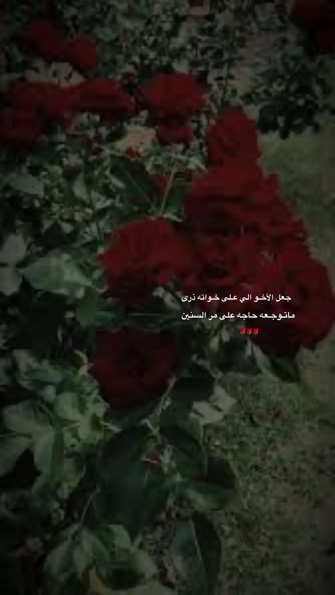 وانا ياشقيق الروح اسندك برمش عيني إن استطعت#🌹🌹🌹🌹🌹🌹🌹🌹🌹🌹🌹🌹 #أخــوي 