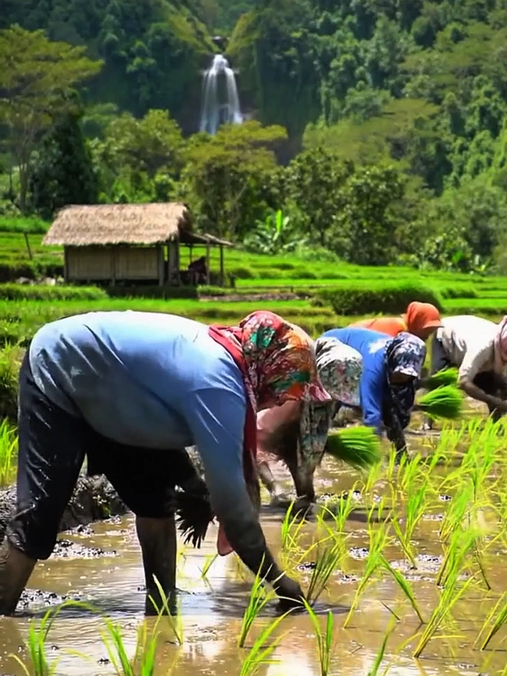 menanam padi dengan cara maju  #petanipadi #menanampadi #menanampadimaju