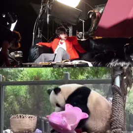 Tức giựn mà cũng giúng nhau nữa ó 🐼🤭🤣 #QuangHungMasterD #quanghungmasterd💙🦌 #ThaAnhRa #panda 
