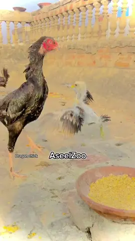 #foryou #aseellovers #viralvideo #foryou #viralvideo 