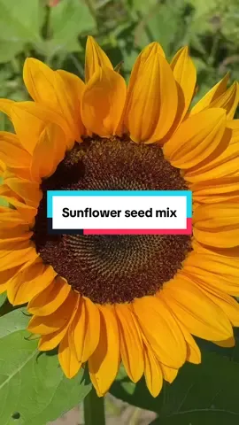 Sunflowers are the sunshine of the garden. A bag of 1500+ heirloom seeds with 9 varieties of sunflowers is such a fun way to grow the best flowers in your garden. And pollinators LOVE sunflowers! @HOME GROWN GARDENING #sunflowers #sunflowerseeds #flowerseeds #gardenmusthaves #flowergarden 
