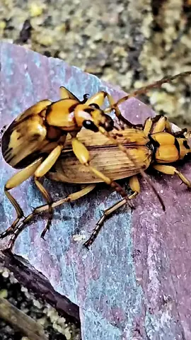 Bombardier Beetle Reproduction #bombardier #usa #insects #nature #fouyou 