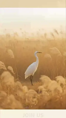 You are braver than you feel.   ZKVlJ  @leahjade1723 @anna.warren @rheiajai.x @emmahill198 @michellebullock1990 @hannahpearson86 @blue_1650 @jennijenda @jollyrancher632