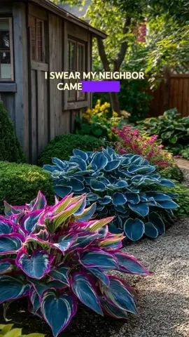 #tiktokshop #hosta #plant 