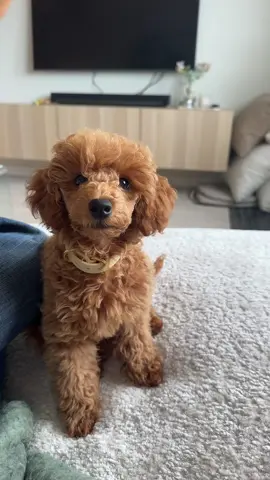 LOVE🐶