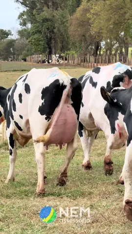 Pensou vaca boa pensou Nem Assessoria !!!