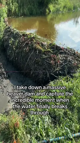 #satisfyingvideos #beaverdam #uncloggingdrains 