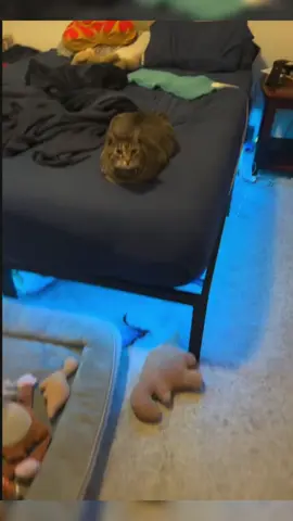 Prop knife!! #fakeknife #propknife #cat #funnyvideos #fyp