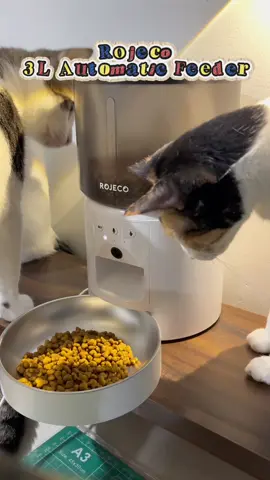 Rojeco Automatic Pet Feeder! #rojeco #catsoftiktok #catsofinstagram #foryou #foryoupage 