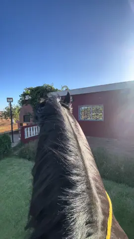 #tbourida #tbourida_maroc #الخيل #fantazia #tbourida_fkih_ben_saleh 