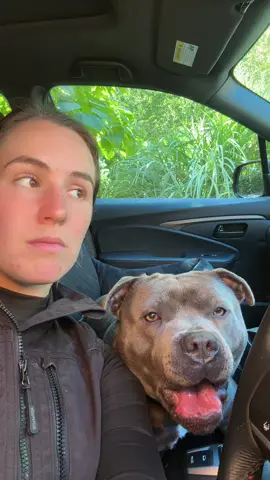 Was my urgent message received? #enzothebluestaffordshire #staffordshirebullterrier #talkingdog #fy #fyp 