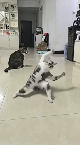 #fyp #cat #kongfu #douyin