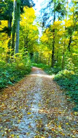 sometimes you have to create your own S🌞nshine 😉🫶🫶🎶🎶✨️🍃🍃