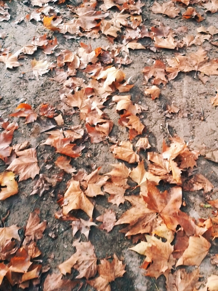 fall season lovers 🍂🍁 #fall #autumn #vibes #tiktokvlog #explore 