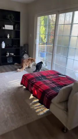 He came back the next day & my cats don’t realize this thing would mess them up! #fyp #hawk #mainecoon #crazy #cat