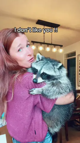 It’s a long list!! #rabies #bite #feral #raccoon #petraccoon 