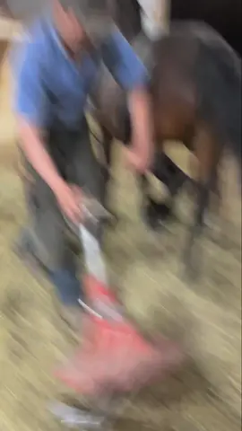 #farrier #farrieroftiktok #hoofhorse #asmr #trimmer 