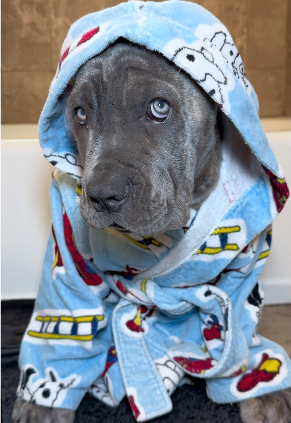 🧼 #canecorso #corso #canecorsopuppy #canecorsosoftiktok #dogtok 