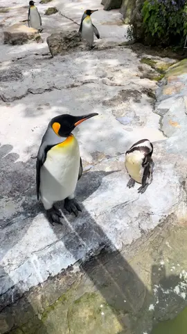 🐧 ❤️❤️#penguin #realpenguin #beauty #tiktokuk #❤️ 