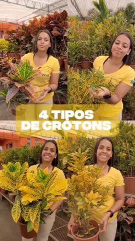 Descubra a beleza tropical do Cróton! 😍 Essa planta exótica é originária da Malásia, Indonésia e Austrália, mas se adaptou perfeitamente ao nosso clima 🌞 Características: - Sol pleno ou meia sombra ☀️ - Pode alcançar até 3 metros de altura 🌳 - Regar apenas quando o solo estiver seco 💧 Se quer um toque colorido no seu jardim, essa é a escolha certa 💚  #flores #plants #nature #croton #cor 