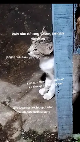 jangan usir aku ya, aku juga mahluk hidup #kucingjalanan #kucing 