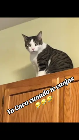#luisitoconhumor #foryoupage #fyp #humortiktok🤣😜😅😂🤪 