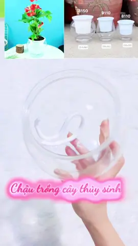 Chậu trồng cây thủy sinh decor để bàn làm việc #shopquynhnhu96 #chautrongcay #chaucaythuysinh #decor 